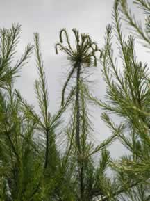 early signs of wilt on white pine from weevil damage