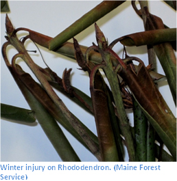 Winter injury on rododendron. (Maine Forest Service)