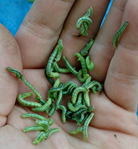 Winter moth cterpillars in a hand