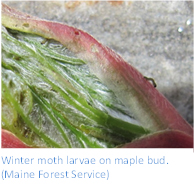 Winter moth larvae on maple bud. (Maine Forest Service)