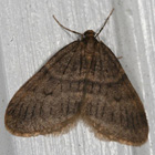 Male winter moth. Photo: Bo Zamba