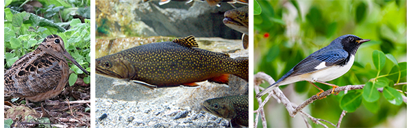 Pictures of a woodcock, a brook trout, and a black-throated blue warbler