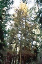 Yellowing foliage on attacked tree.