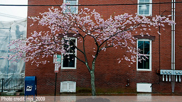 Flowering tree along street with red brick building behind it.