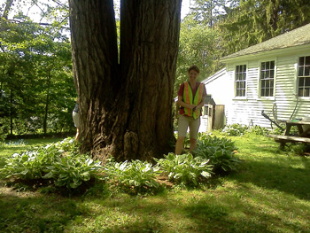 Maine's biggest Ginkgo in Bath