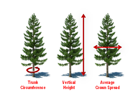 How to measure a tree.