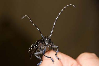 Asian Longhorned Beetle.  Photo Credit: USDAgov