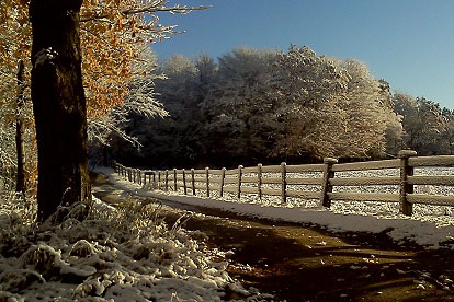 Trees in winter. Photo Credit: Kimberly Ballard