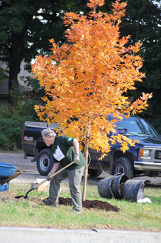 Man planting tree