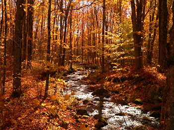 Maine Forest