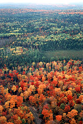 Aerial view of a forest in the fall.