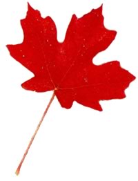 Maple Leaf