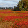 Deblois, Maine on October 2, 2014 - Photo Courtesy of Crystal Hitchings