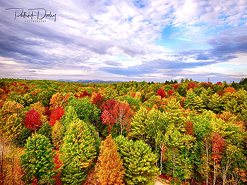 Limerick Maine Foliage