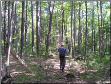 Person walking through the woods.