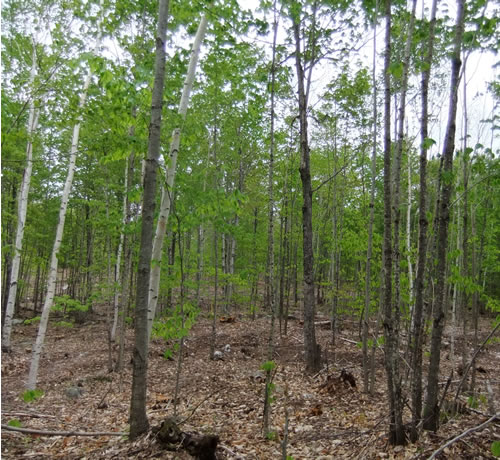 A well-managed timber harvest yields white birch, red oak, and sugar maple crop trees well-spaced after thinning and crown spacing. Photo Andy Shultz