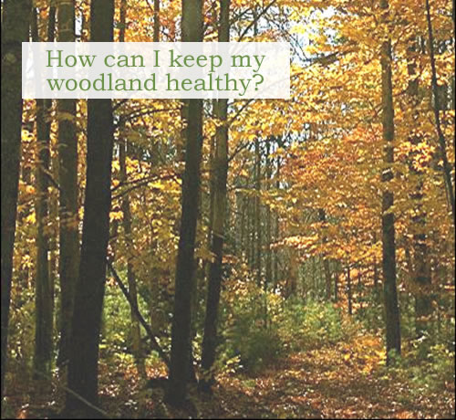 This picture shows a forest that has received a special silvicultural treatment. The growing space (light, air, soil nutrients, water, and physical space) once occupied by older, slower-growing, less vigorous trees has been reallocated to the tall hardwoods and white pine seedlings. In 20 years, the hardwoods in the foreground will be ready for harvest, and the white pines, now pole-sized trees, can be fully released to grow into the future forest. Photo credit: Jym St. Pierre