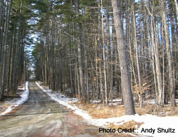 Dirt road leading into the woods.