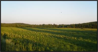 Light of sunset stretching across a field and touching the trees.