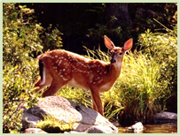 Image of a deer