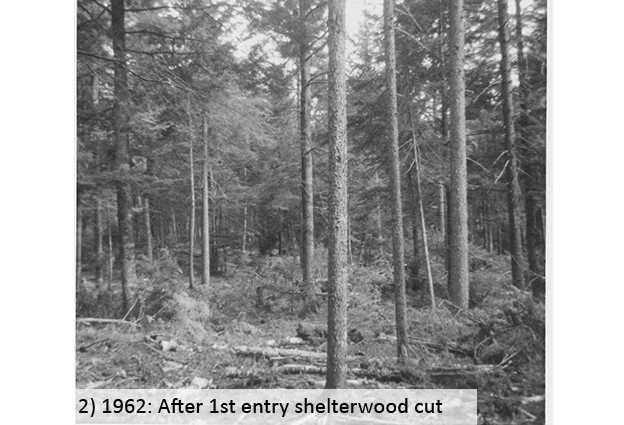 1962: After 1st entry shelterwood cut