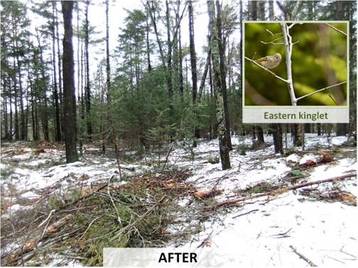 A mixed wood forest after a timber harvest.