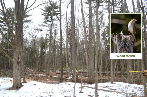 A oak pine mature sawtimber after a invasive tree removal and thinning harvest.