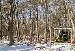 A oak pine mature sawtimber before a invasive tree removal and thinning harvest.