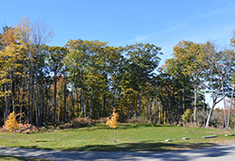 A landing and woodyard area 18 months after a timber harvest.