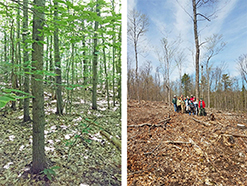 A young aspen pole and small sawtimber stand before a patch clearcut harvest.