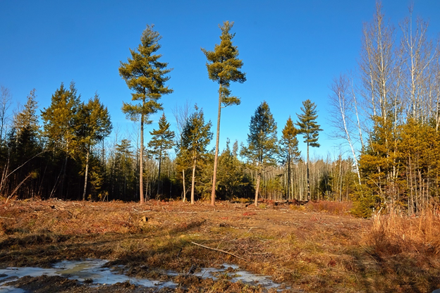 A young sapling stand after a patch cut with retention.