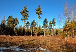 A young sapling stand after a patch cut with retention.