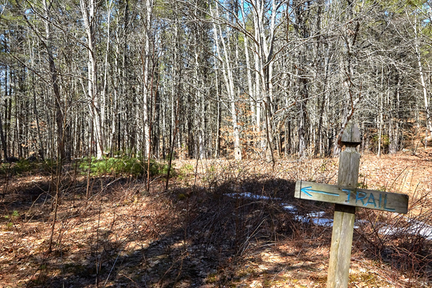 A old clearing in mixed wood with natural old field succession before a timber harvest.