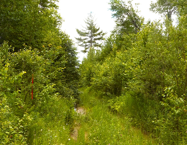 A woods road, mixed woods stand before a timber harvest.