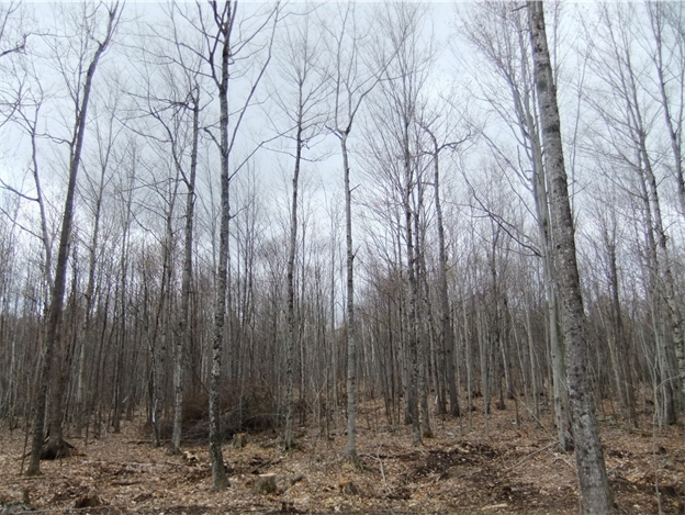 A naturally established hardwood pole stand after a timber harvest.