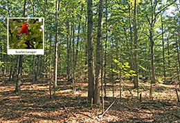 A hardwood pole and small sawtimber stand after a timber harvest.