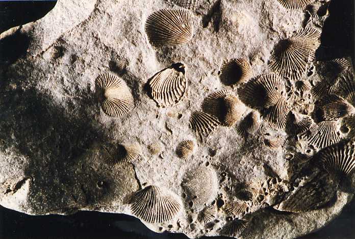 Edmunds Formation brachiopods