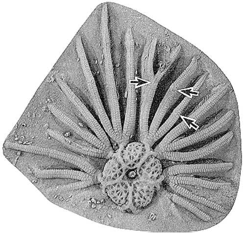 Rhodocrinites nortoni - Seboomook Group