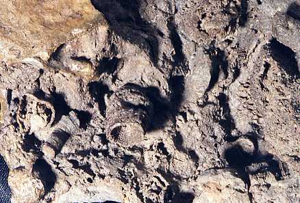 enlargement of fossil-bearing rock