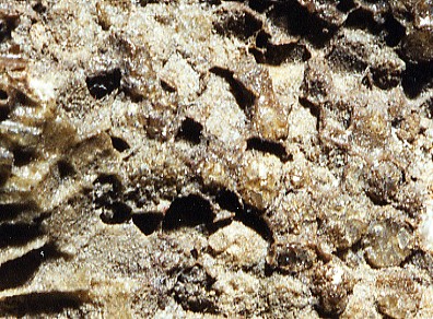 mystery fossil close-up