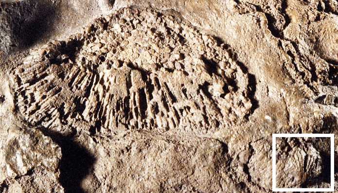 mystery fossil with shell