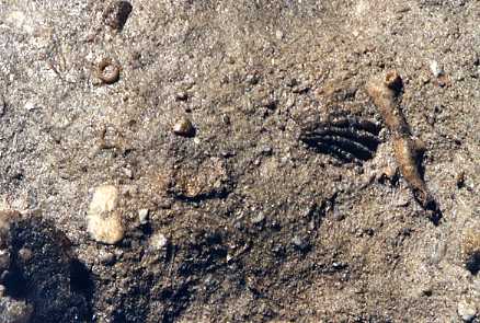 enlargement of fossil-bearing rock