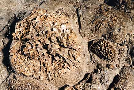 enlargement of fossil-bearing rock