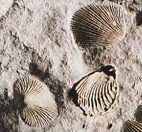 shell fossils