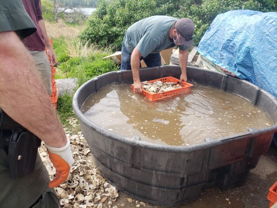 Shell washing