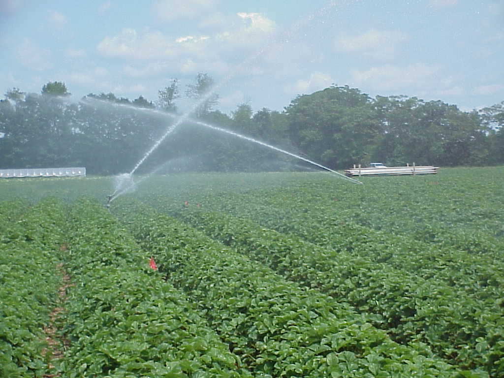 strawberry field irrigation