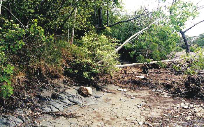 erosion at base of bluff