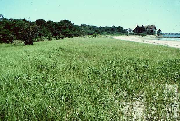 frontal dune