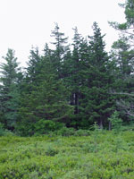 Atlantic White Cedar Swamp