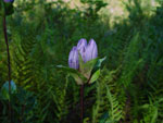 Gentiana rubricaulis